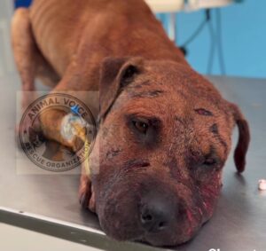 Обвинителството ги гони организаторите на борби со кучиња во битолско, Косовец и Грк се во бегство