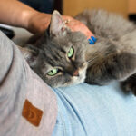 Повеќе од половина од Британците откажуваат одмор ако не можат  да ги земат своите кучиња