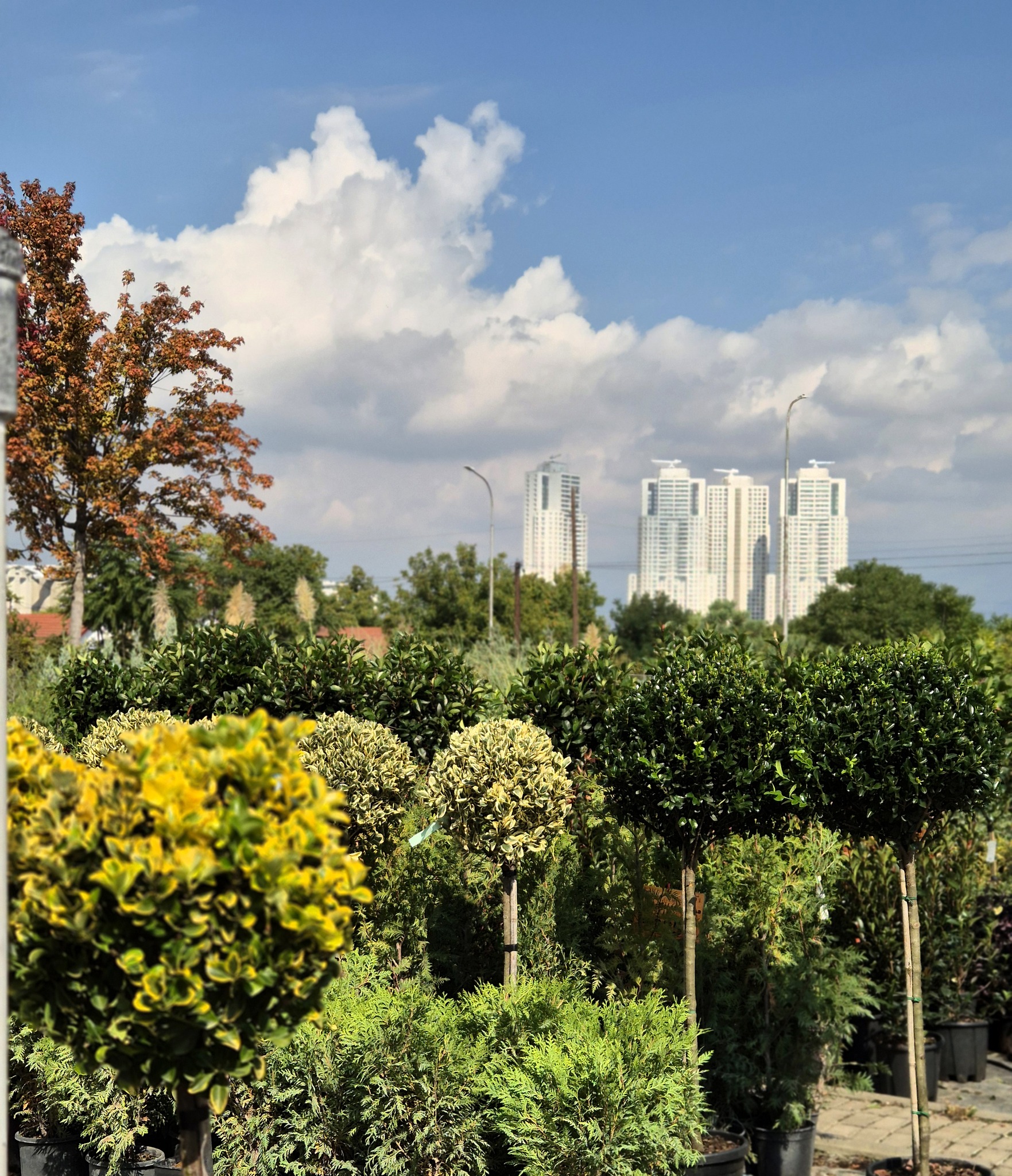 10 ВИДОВИ РАСТЕНИЈА КОИ ЌЕ ЈА РАЗУБАВАТ ЕСЕНСКАТА ГРАДИНА …СО ФОЈА