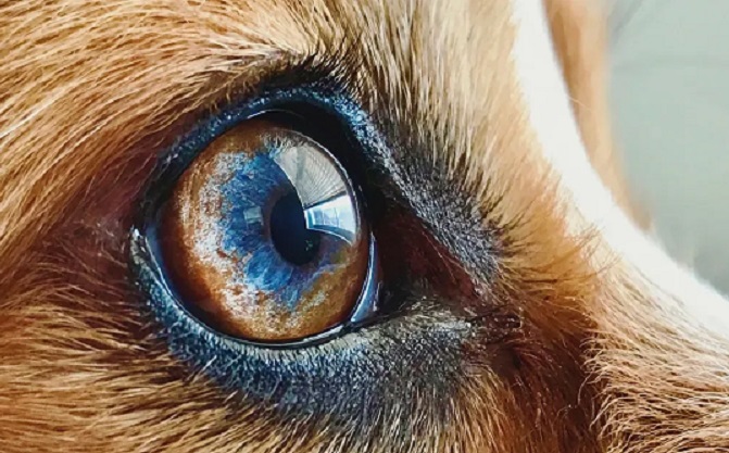 Го пуштил кучето од синџир, тоа нападнало човек – кривична пријава за сопственикот