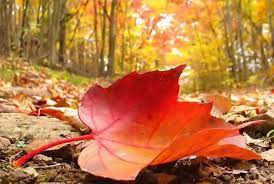 Сончево со мала до умерена облачност, температурата до 20 степени