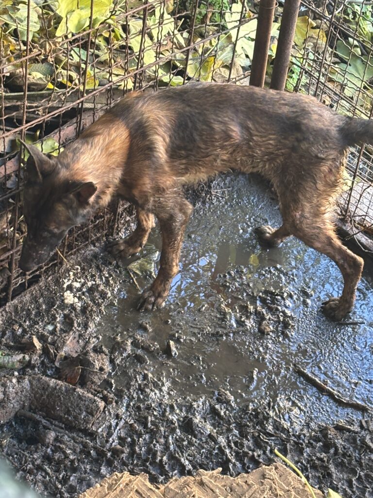 Итно одземено куче држено во крајно нехумани услови
