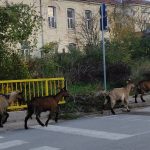 НА ДОМАШНИ ЖИВОТНИ МЕСТОТО НЕ ИМ Е ВО ГРАДОТ, РЕАГИРААТ ГРАЃАНИ