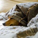 Милениците често страдаат  поради развод на сопствениците