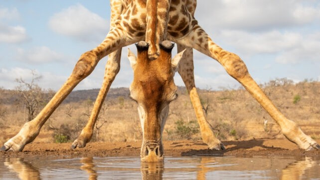 Изненадувачката причина зошто жирафите имаат толку долги нозе