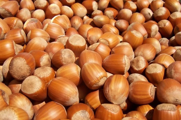 Криза на пазарот на лешници: Цените скокаат, производителите ги кријат залихите