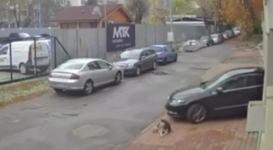 Доктор од Македонија прегазил куче во Софија и продолжил да вози, случајот ја разбранува Бугарија