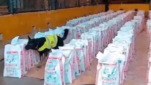 Колумбија заплени најголема количина кокаин во последните десет години