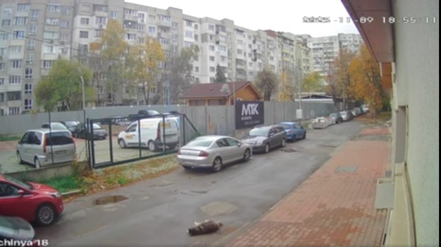 Вознемирувачко ВИДЕО I Лекар од Македонија може да заврши во затвор во Бугарија, прегазил куче во Софија и си заминал, жителите бараат казна за „убиецот“