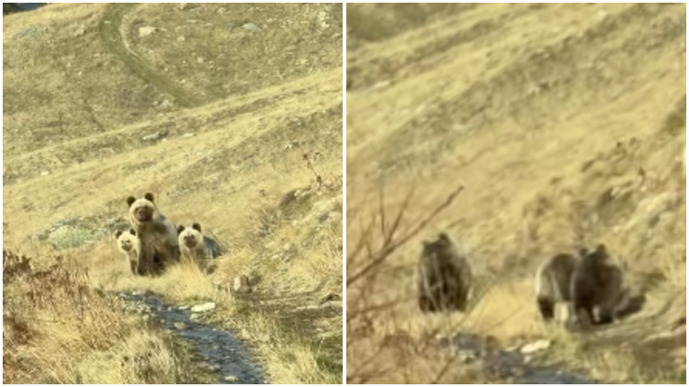 ВИДЕО: Мечка со две мали мечиња снимена на Шар Планина