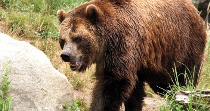 Мечка тешко повредила печуркар во Прилепско