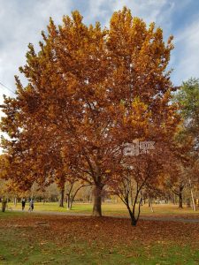 Најстудено на Попова Шапка, најтопло во Гевгелија