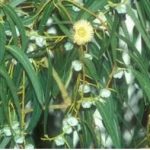 Лекува настинки, намалува нервоза, ублажува депресијa …