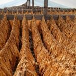 Младите земјоделци го враќаат тутунот во мода