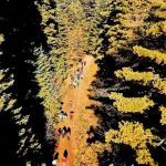 ПРВПАТ ЦАПАРИ ПОВРЗАНО СО НП ПЕЛИСТЕР