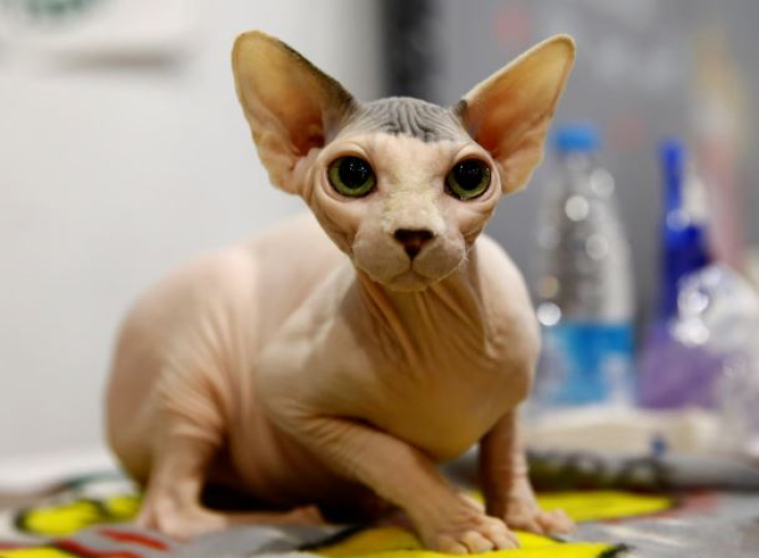 Мачките без влакна забранети во Холандија од 1 јануари