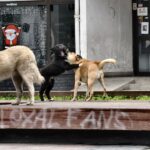 Во новата година почнуваме серијал за бездомните кучиња, милениците и за сите љубители на животните!