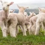 Јагнето за Велигден ќе го увезуваме? Звучи апсурдно, ама веќе се случува