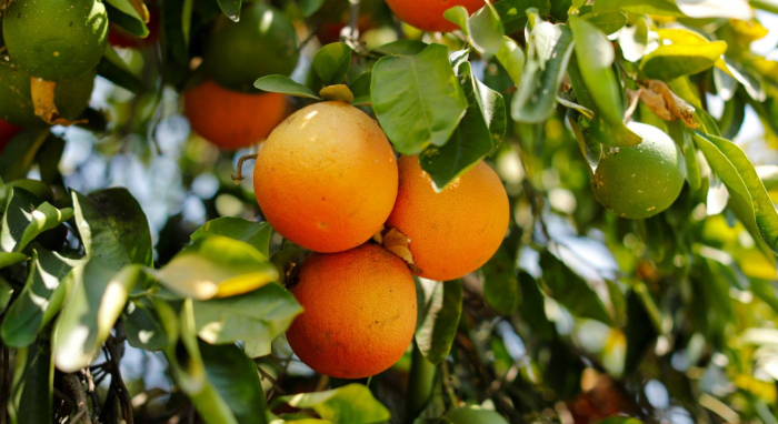 Истражување: Витаминот Ц може да ги заштити белите дробови од загадување