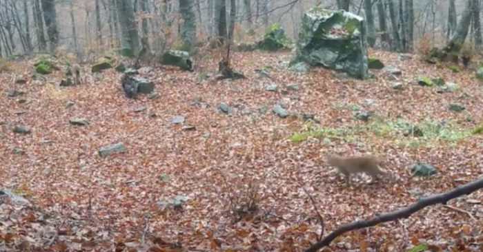 ВИДЕО: МЕКИЦИ НА ШАР ПЛАНИНА: Забележани мајка рис со малечко, зголемен бројот на единки