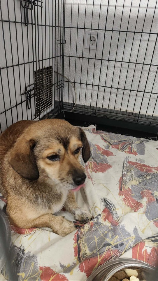 Пожарникарите од Кавадарци спасија куче од водите на реката Луда Мара