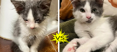 16 преслатки миленици кои како да се препородија откако беа вдомени (фото)