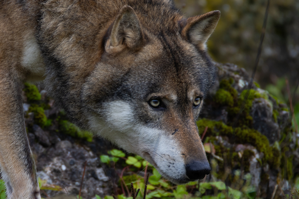 Волк побегнал од зоолошка градина во Токио, брзо бил фатен