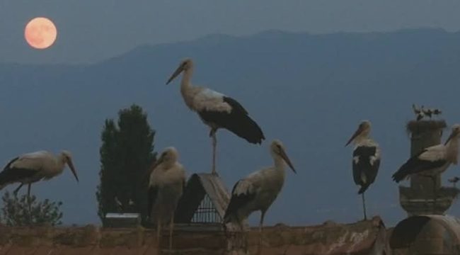 „СИЛЈАН“ НА КОТЕВСКА НЕ ВЛЕЗЕ ВО ПОТЕСНИОТ ИЗБОР ЗА НОМИНАЦИЈА ЗА ОСКАР