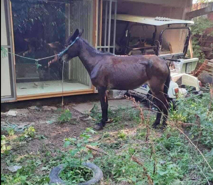 „Анима Мунди“: Денес се одлучува дали убиството на коњите ќе биде казнето или прикриено