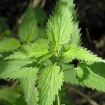 Тoа е еднo од најздравите растенија во светот, но никој не го јаде: Ја чисти крвта, го штити срцето, ги лекува црниот дроб и зглобовите