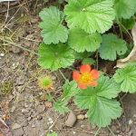 Растението со кое Ванѓа им помагала на стотици луѓе за да ослабат