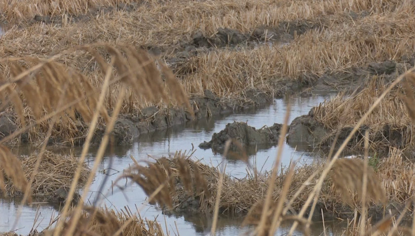 Жетва на ориз до Нова година, штетите се огромни