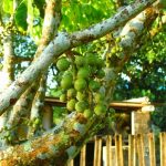 Какво овошје е Лангсат (Lansium domesticum)?