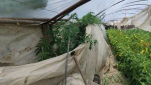 Татко и син осомничени за илегална трговија со марихуана во гевгелиско