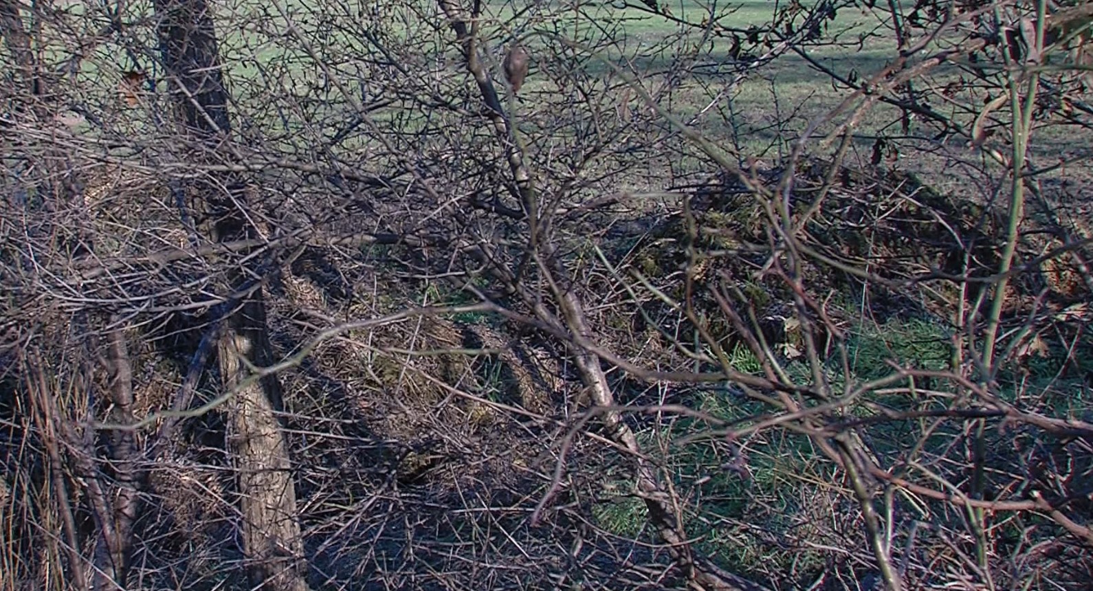 53-годишна жена од гостиварско киднапирана, па убиена и закопана во с. Неготино