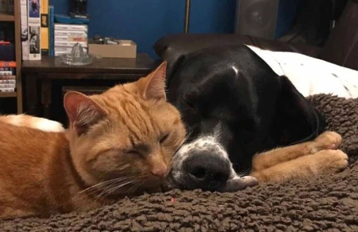 Домашните миленици можат да имаат исто толку позитивно влијание врз менталното здравје како и брачниот партнер