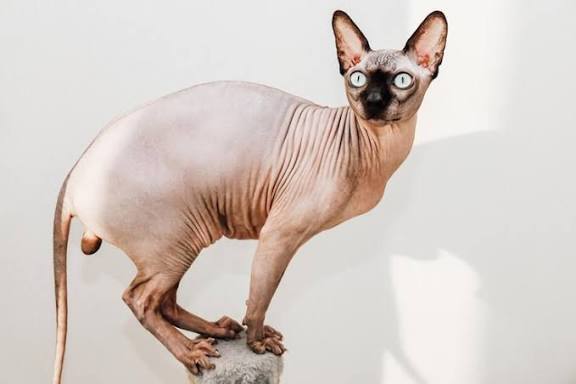 Мачките без влакна забранети во Холандија од 1 јануари