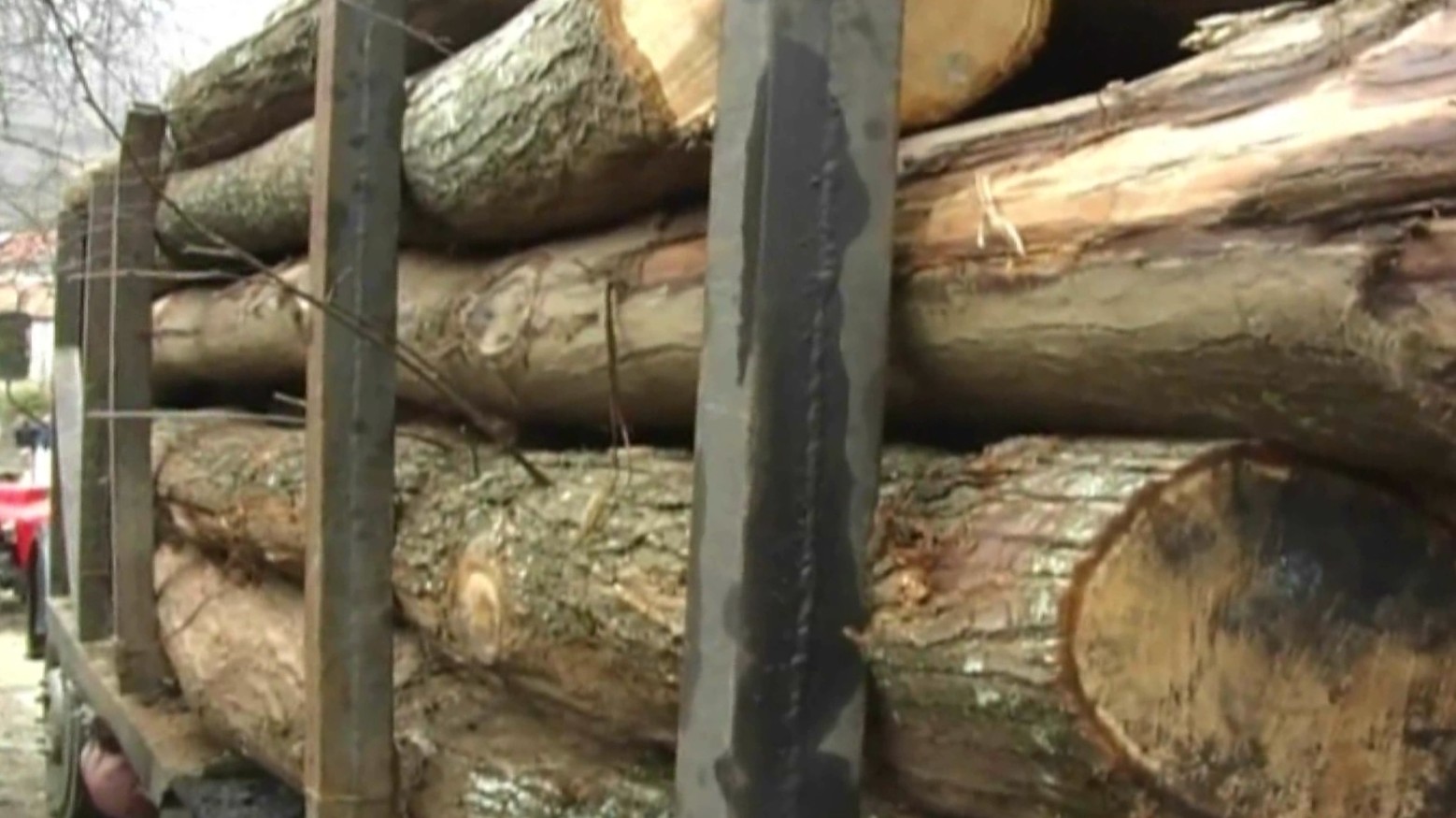 Нелегалната сеча се намалува, пријавите се зголемуваат