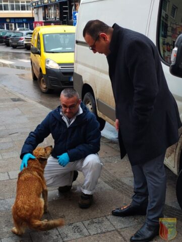 ФОТО I Заловување на кучиња скитници во Кичево