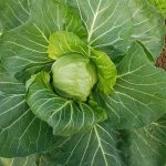 Зелката – одлична култура за градината, богата e со хранливи материи