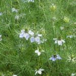 Божја билка запишана во Библијата и Куранот: Ги лекува сите болести, освен смртта!