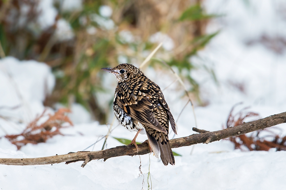 Утре сончево и релативно топло со мала до умерена локална облачност и температури до 16 степени