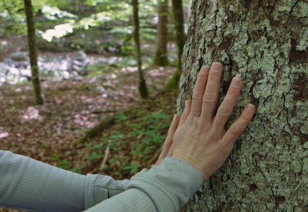 Во Словенија постои шума што „пее“: звуците ќе ви го променат погледот кон природата