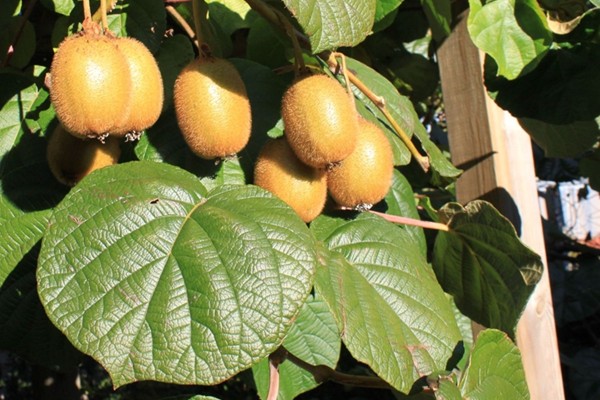 АХВ уништи 22 тони киви