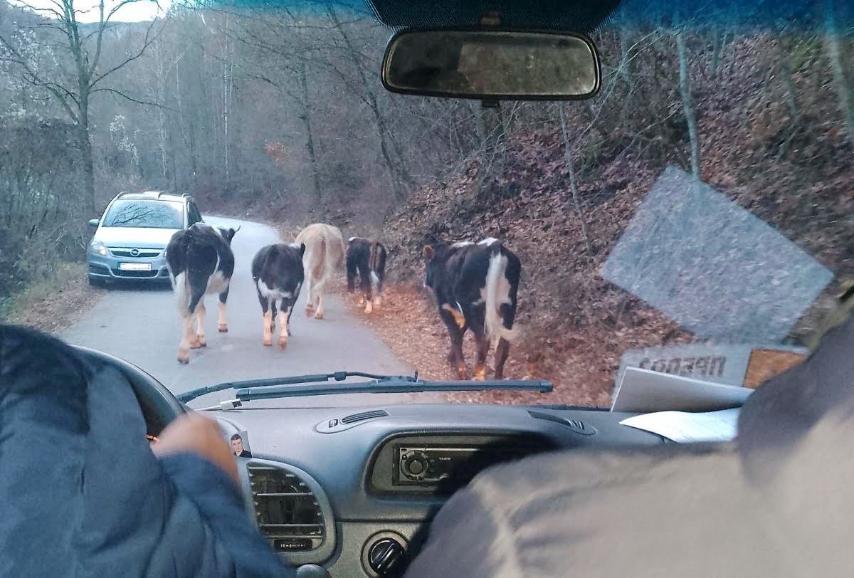 Призма: Десет години, 600 подивени крави и една неспособна држава