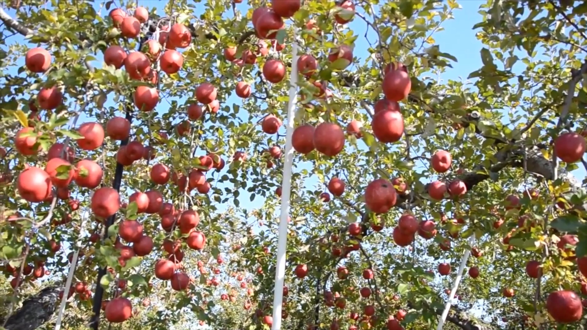 Преспанските овоштари задоволни од постигната цена на јаболкото