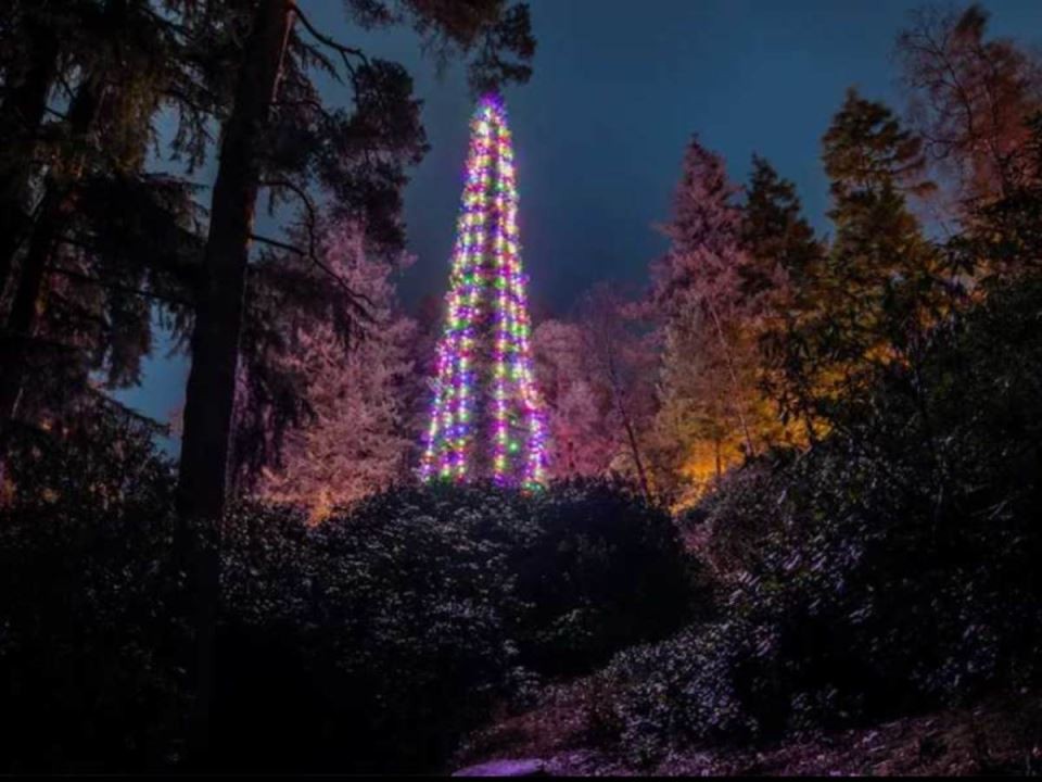 Највисоката елка во светот е во Европа, не е вештачка, а не е ни елка: Еве како украсената секвоја е висока речиси 45 метри