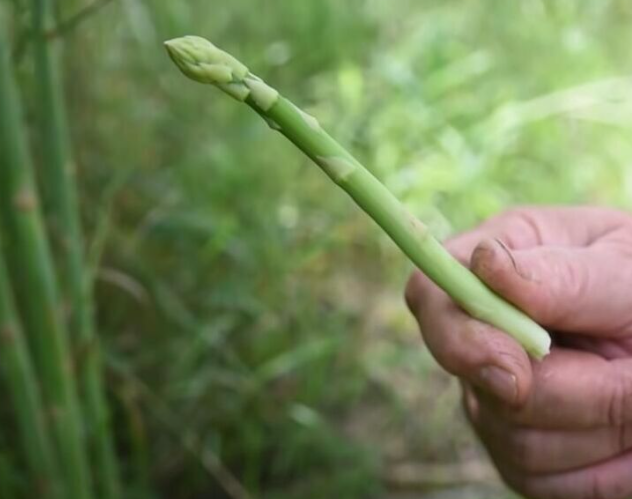 Култура со голем потенцијал – заработката е до 20.000 евра по хектар