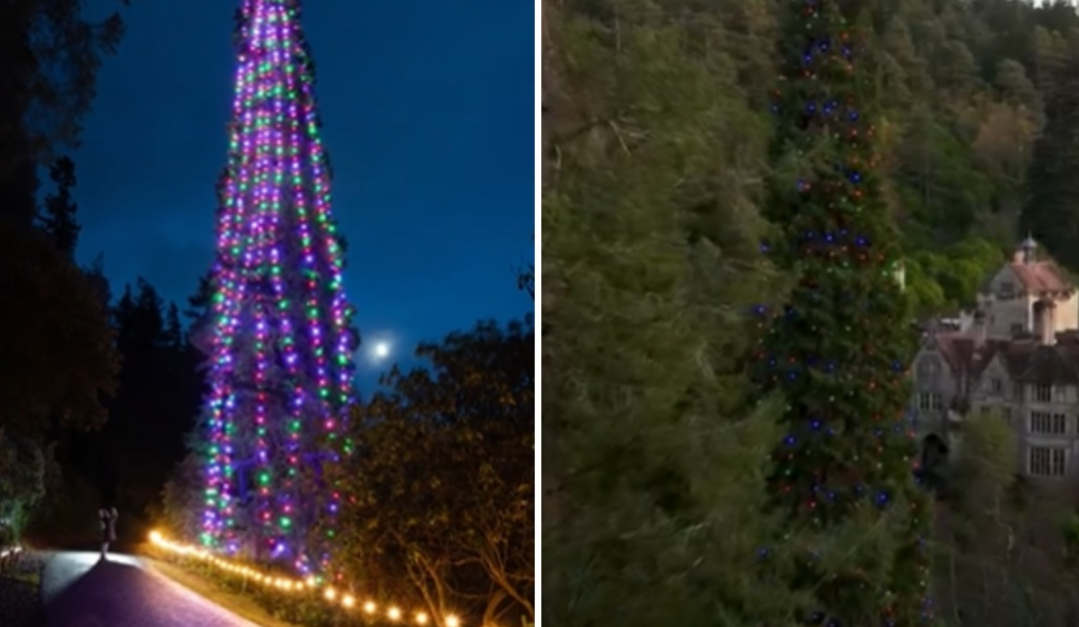 (ВИДЕО) Гинисов рекорд: Прогласена највисоката природна новогодишна елка во светот – висока е речиси 45 метри