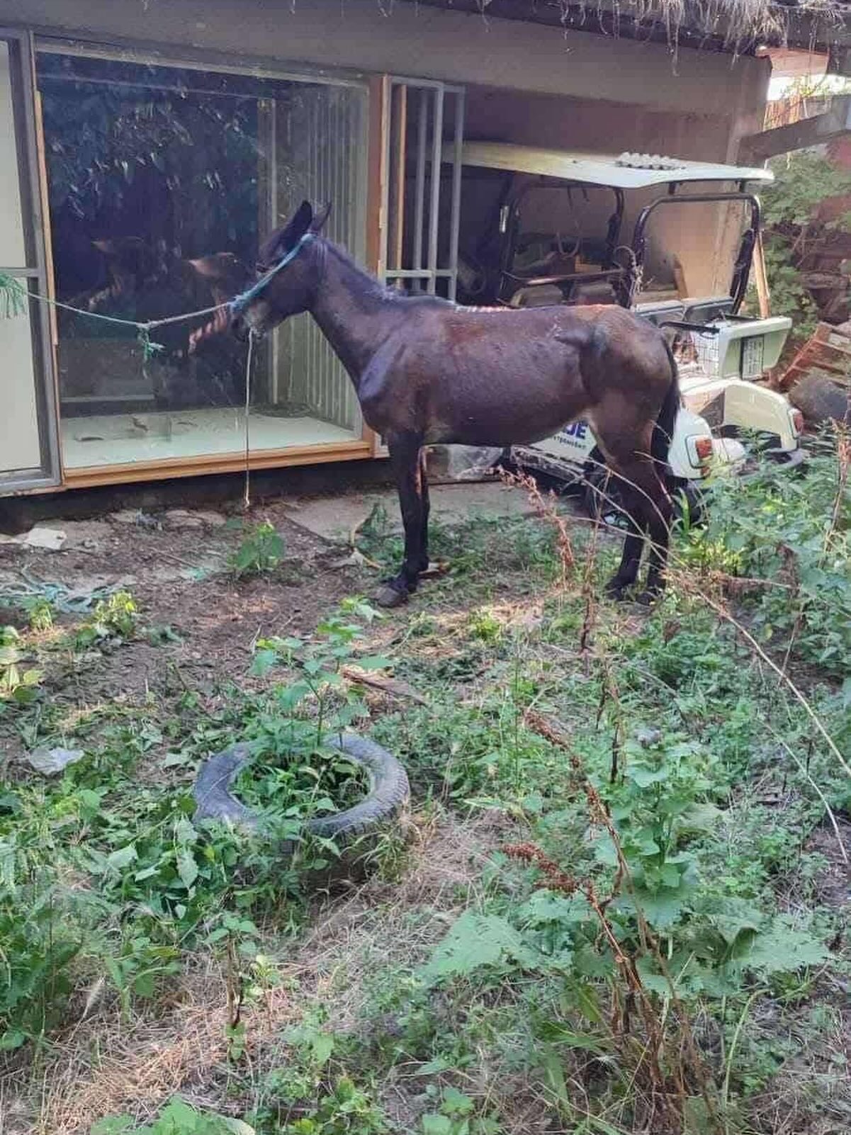 Продолжува судењето за убиените коњи во ЗОО Скопје